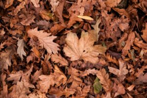 Brown Leaf